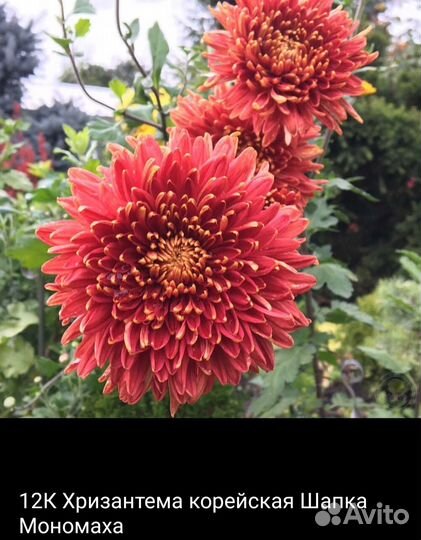 Корейская хризантема