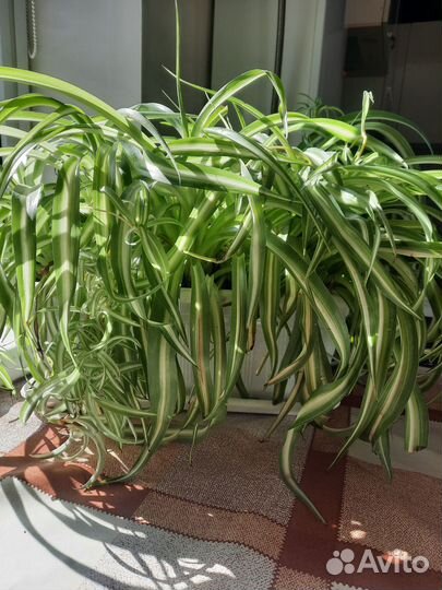 Цветы(хлорофитум)