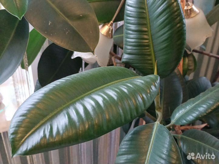 Цветы интерьерные, комнатные