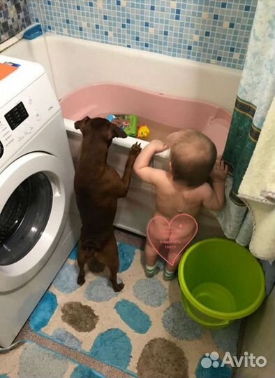 Цвергпинчер для вязки