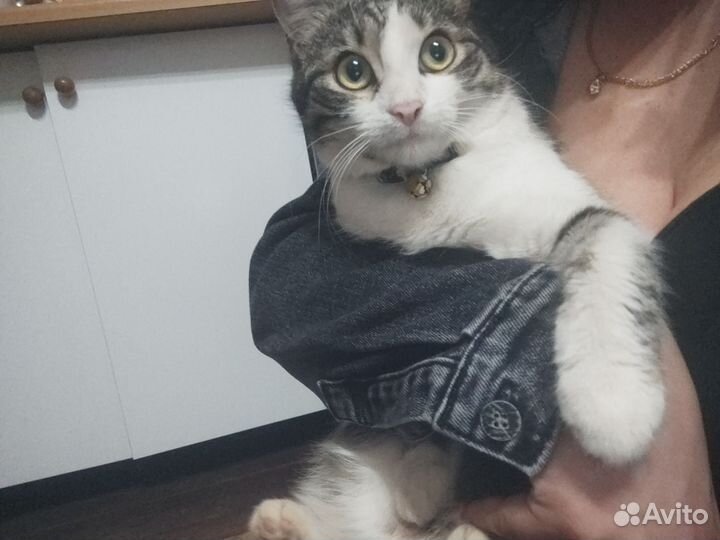 Вязка кошек