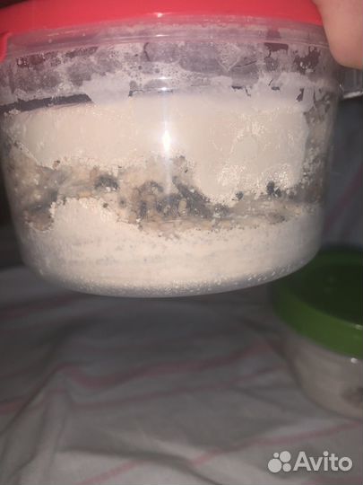 Колонии Муравьёв Lasius niger тетрамориум