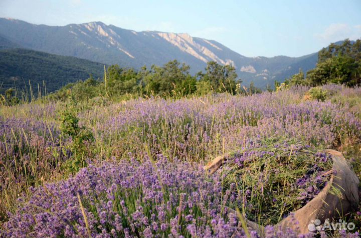 Экскурсии на лавандовые поля Крыма