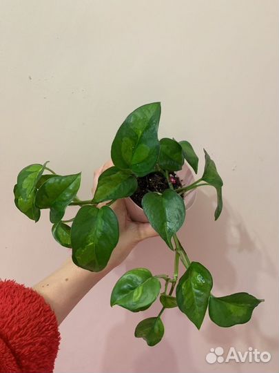 Свежак Фил неон треби сциндапсус