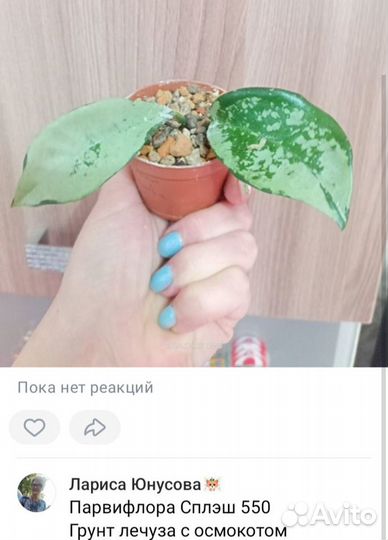 Хойи продажа