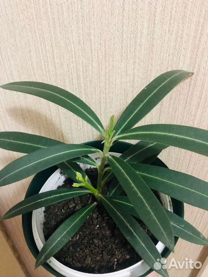 Кротон, олеандр