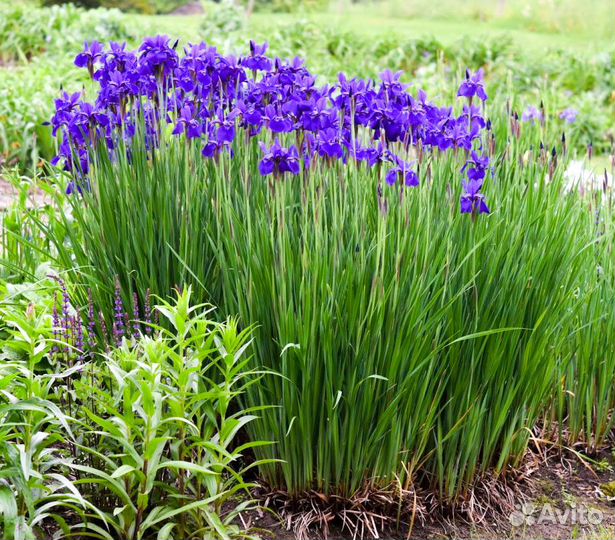 Садовые многолетники - арункус, ирис японский