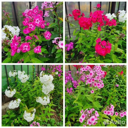 Флоксы кусты и делянки