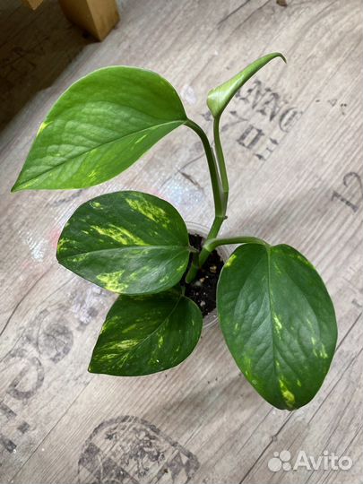 Эпипремнумы сортовые (сциндапсус)