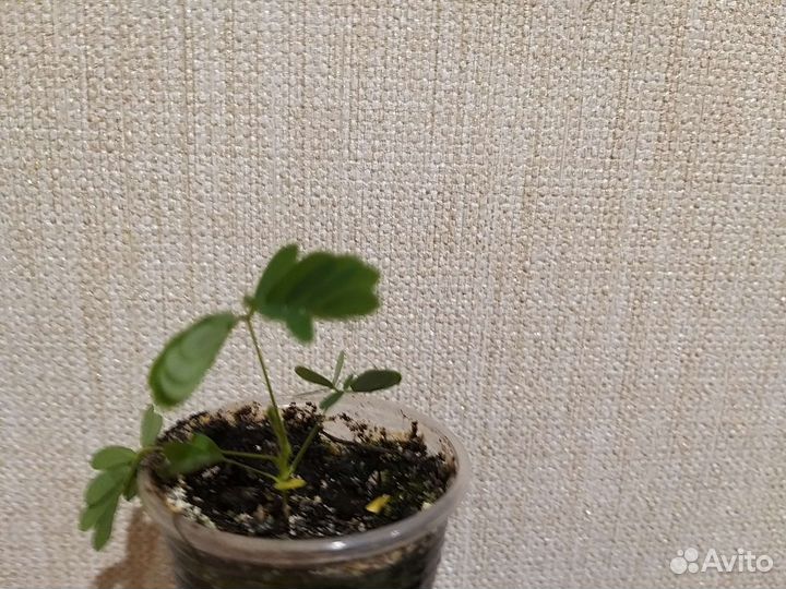 Мимоза стыдливая