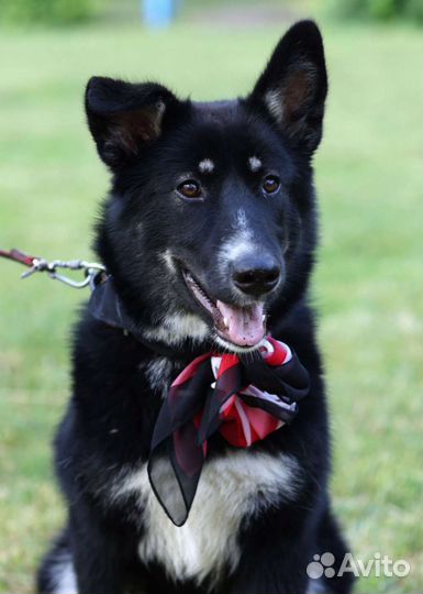 Подрощенный щенок метис овчарки и лайки