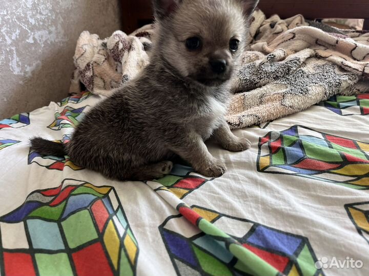 Щенок Метис