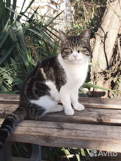 Европейская