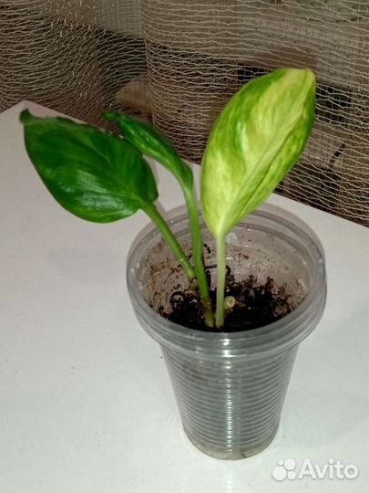 Сциндапсусы, эпипремнумы разные сортовые Тай