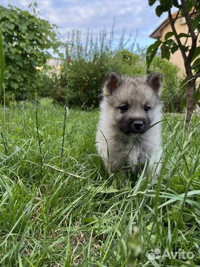 Кеесхонд вольфшпиц