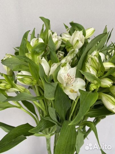 Альстромерия букет