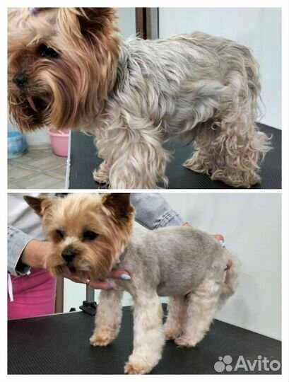 Груминг собак и кошек