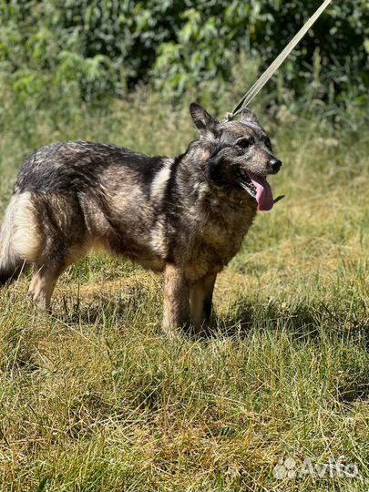 Бинго надеется на домашнюю жизнь