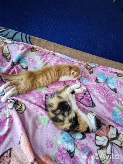 Котята в добрые руки бесплатно