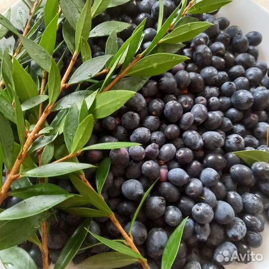 Мирт. Саженцы, листья, семена, ягоды