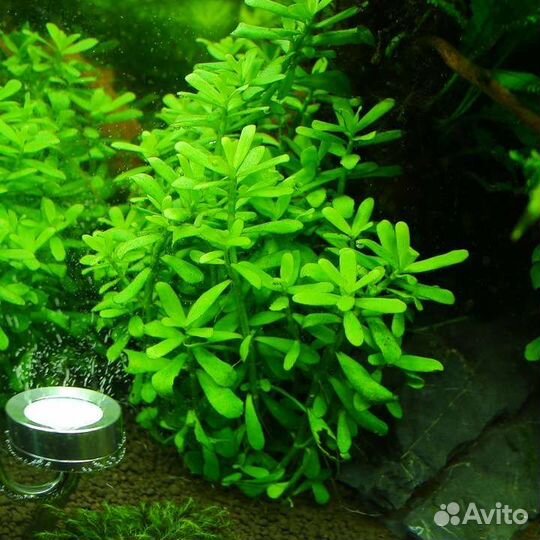 Растения для аквариума