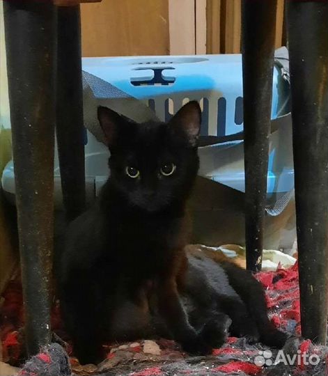 Кошечка 8 месяцев