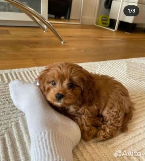 Неотразимая ф1 мальтипу