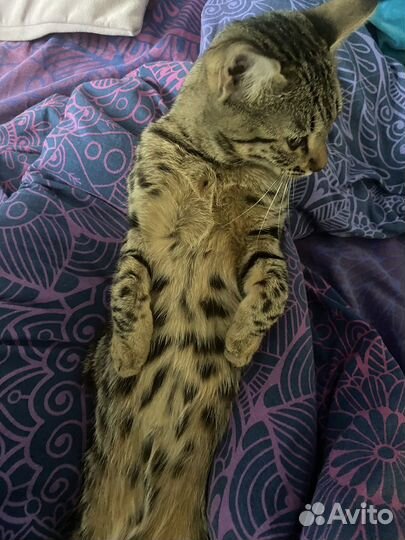 Кошка бенгальская