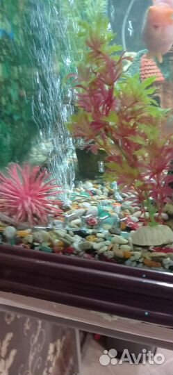 Аквариум с рыбками