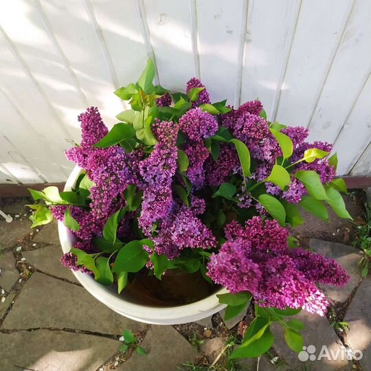 Сирень букет