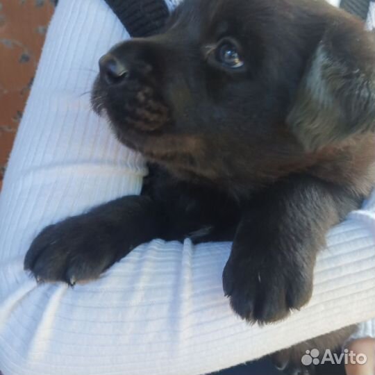 Щенки лабрадора