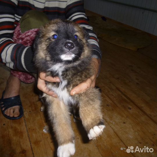 Щенки метисы кавказца в добрые руки