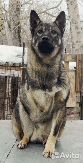 Активный Чаки