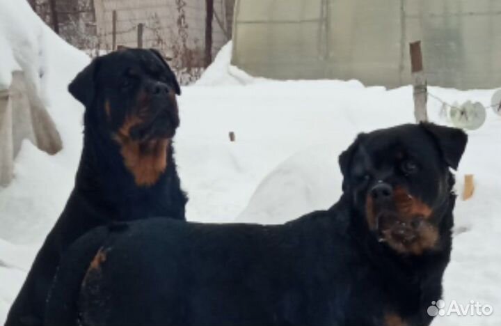 Отдам бесплатно собачью шерсть