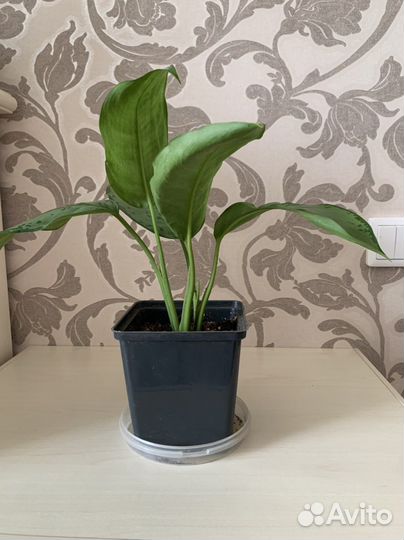 Аглаонема сильвер