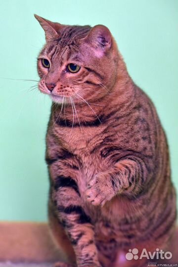 Бенгальскую кошку сдали в приют