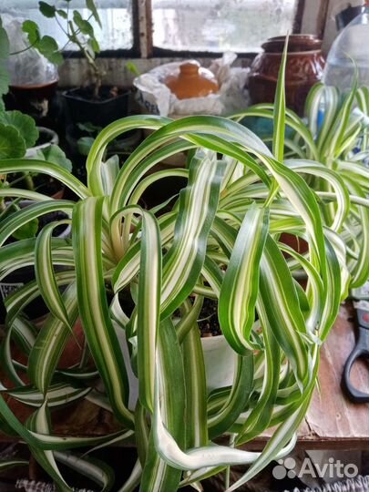 Хлорофитум кудрявый, с кремовый полосой