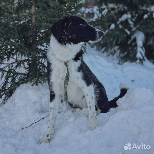 Собака в добрые руки
