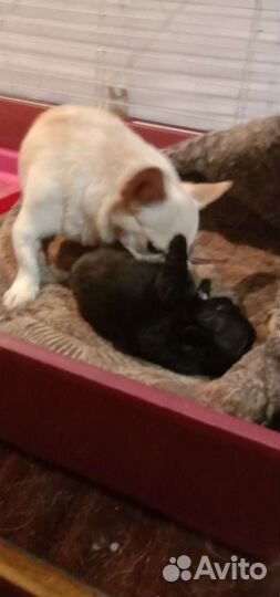 Девочка чихуахуа