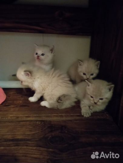 Котята в добрые руки даром бесплатно