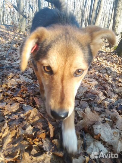 Найдена собака, дворь