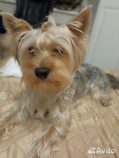 Йоркширский терьер