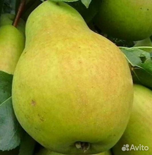 Саженцы груши Июньская ранняя