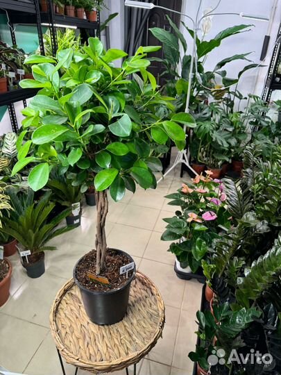 Комнатные растения цветы большие