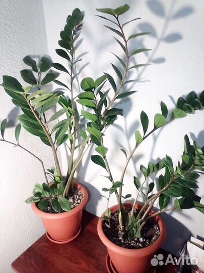 Замиокулькас