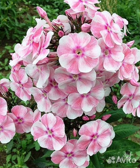 Флоксы сортовые