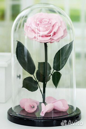Роза в колбе