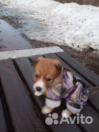 Собаки