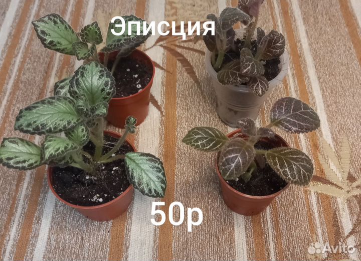 Комнатные цветы отростки