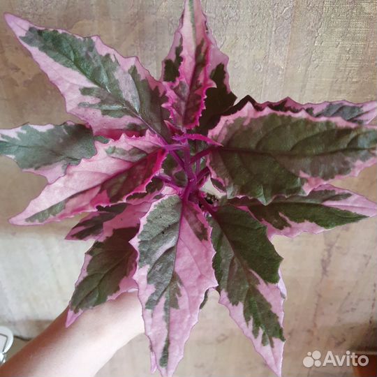 Гинура вариегатная